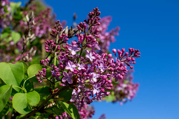 istock Beautiful deep purple budding Persian lilac blossoms 1225499196
