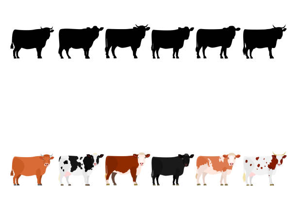 ilustraciones, imágenes clip art, dibujos animados e iconos de stock de varias vacas en una fila - livestock vector cute domestic cattle
