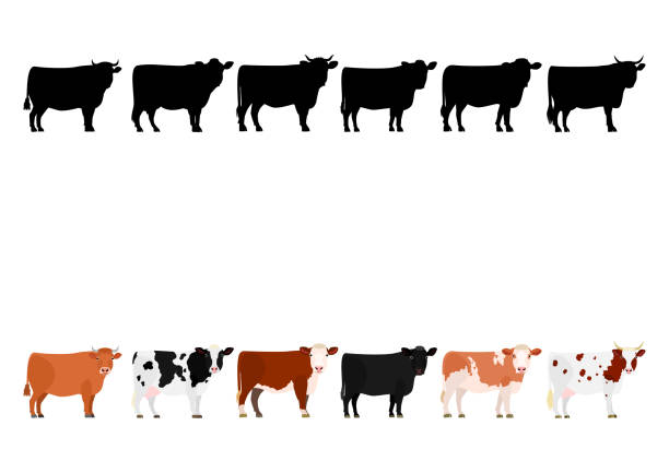 illustrations, cliparts, dessins animés et icônes de diverses vaches dans une rangée - mammifère ongulé