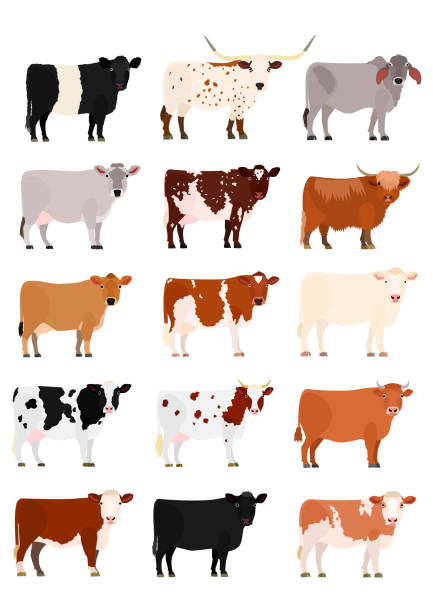 cow breeds chart cow breeds chart texas longhorns stock illustrations