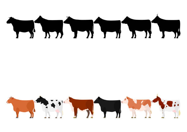 various cows in a row various cows in a row cow illustrations stock illustrations