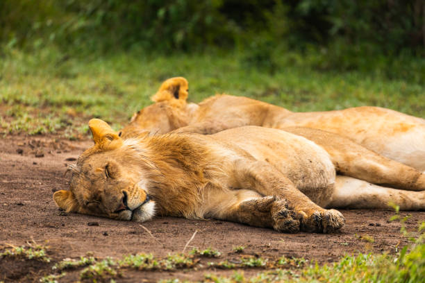 Young male lions sleeping in the dirt on a golden afternoon in Africa. Photographed in the Maasai Mara, Kenya.