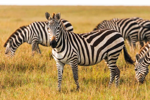 istock Zebra standing in grass land in the African plains with its herd 1225500103
