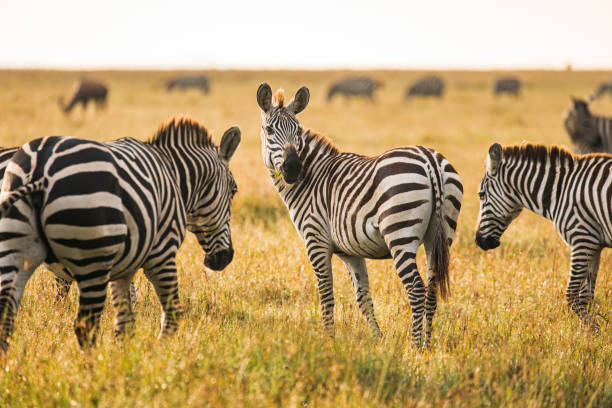 istock Zebra standing in grass land in the African plains with its herd 1225500126