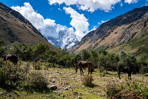 Porter mules on Annapurna circuit trek, Nepal
