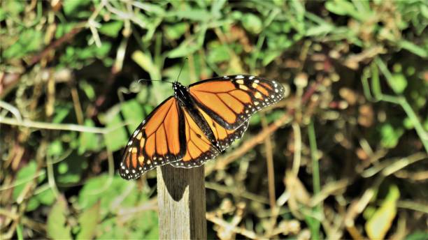 君主蝶 - butterfly monarch butterfly isolated flying ストックフォトと画像