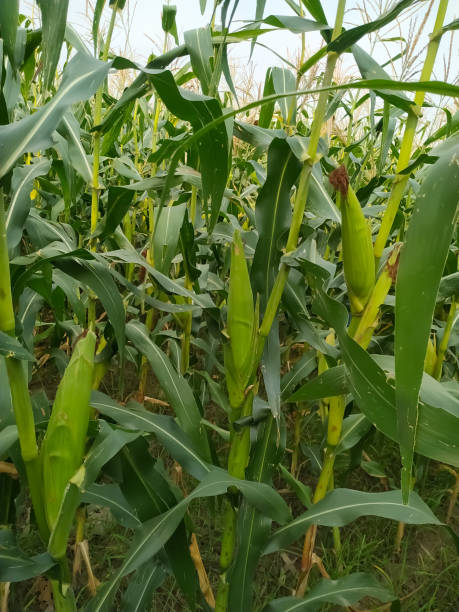 istock corn on the cob. Green leaf stalk natural 1225501220