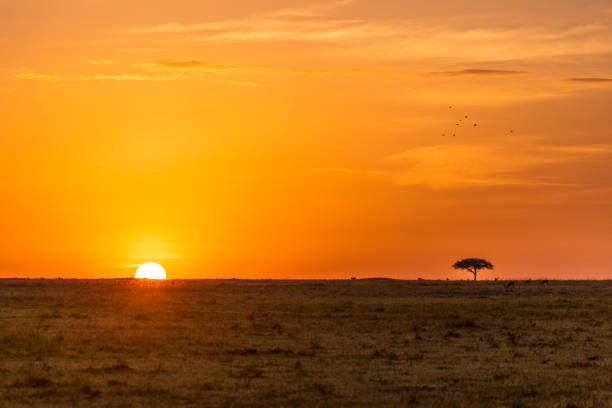 sol que sale sobre las llanuras africanas detrás del árbol de acacia - masai mara national reserve sunset africa horizon over land fotografías e imágenes de stock