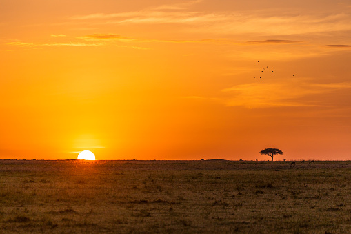 Sun rising over African plains behind acacia tree creating classic golden Africa scene.