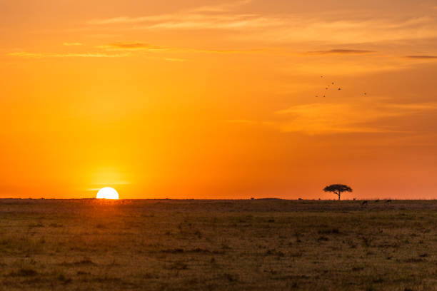 солнце, восходящее над африканскими равнинами за деревом акации - masai mara national reserve sunset africa horizon over land стоковые фото и изображения