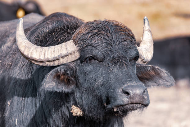 istock cattle in Hortobagy National Park, Hungary 1225502216