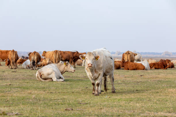 istock cattle in Hortobagy National Park, Hungary 1225502250