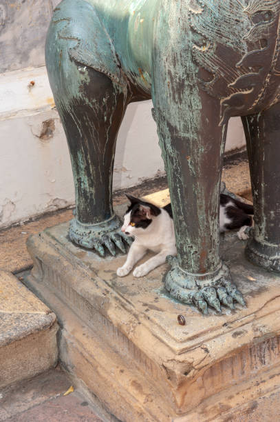 istock Cat resting under the statue in temple in Bangkok, Thailand 1225504172