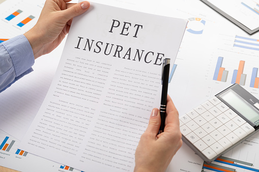 pet insurance concept