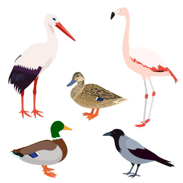Wild birds set isolated on white background Vector illustration of stork, flamingo, crow, mallard duck hen and drake drake male duck illustrations stock illustrations