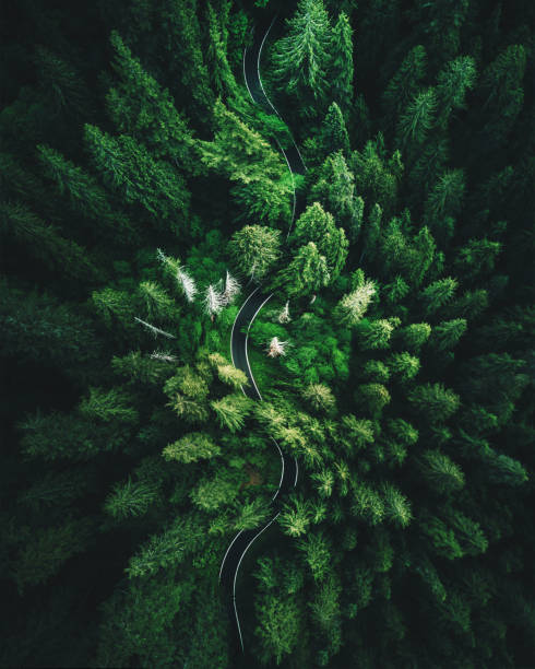 widok z dużym kątem w stanie waszyngton - nature forest tree landscape zdjęcia i obrazy z banku zdjęć