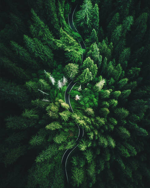 high angle view in washington state - growth nature tree forest imagens e fotografias de stock