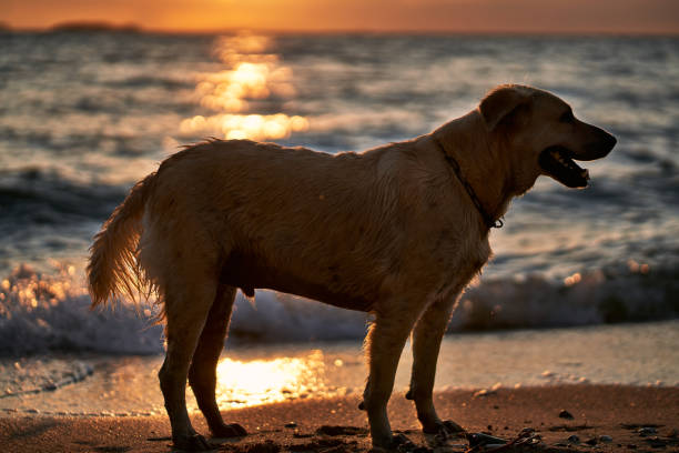istock Dog stands at a beach during sunset 1225505757