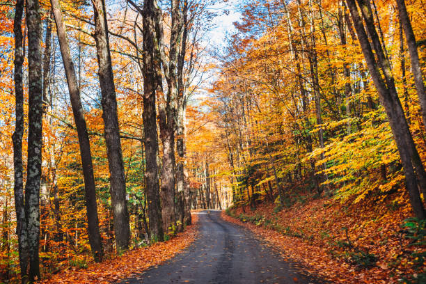 istock autumnal road in new england 1225505838