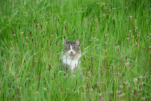 Single house cat grey spotted , sitting between the Plantago lanceolata plants.