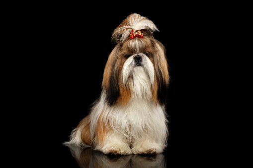 Portrait of Shih tzu dog, groomed Sitting on isolated black background