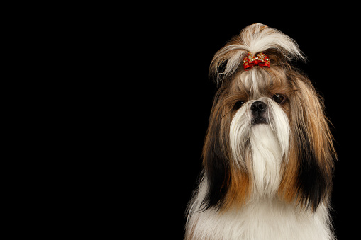 Portrait of Shih tzu dog, groomed on isolated black background