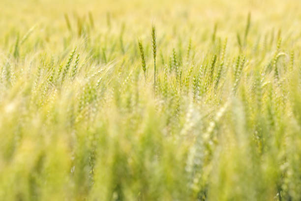 istock Fresh wheat swaying in the wind 1225508093