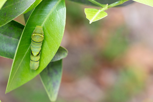 Green larva of the swallowtail butterfly on the leaf