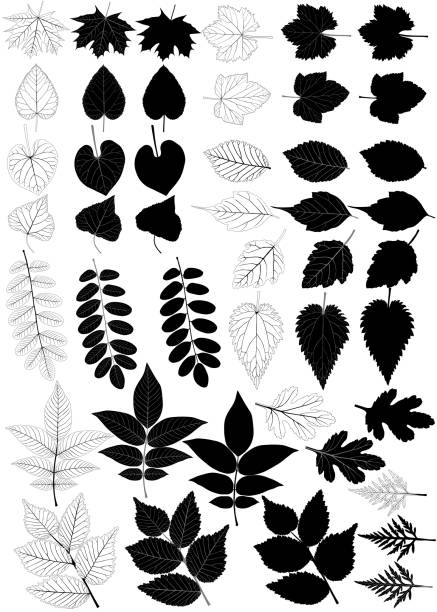 illustrations, cliparts, dessins animés et icônes de silhouette foliage - elm leaves