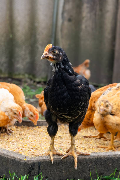 istock Many domestic chickens eat food, Chicken Flock 1225510585