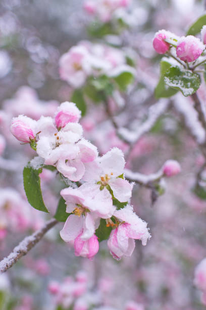 istock Beautiful spring apple blossoms covered with snow. Bloom tree flowers covered in snow. Spring frost over may blooming tree blossoms. Tree spring flowers. Apple blossom in snow 1225513121