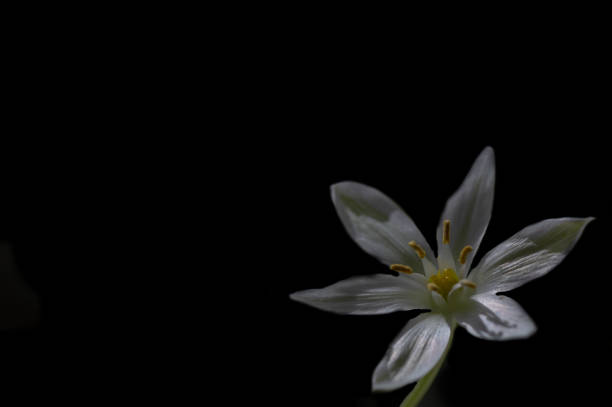 istock Flower Ornithogalum gussonei Ten 1225513440