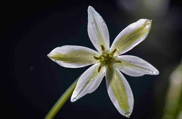 istock Flower Ornithogalum gussonei Ten 1225513451