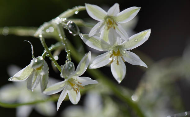istock Flower Ornithogalum gussonei Ten 1225513458