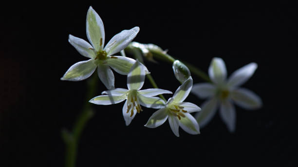 istock Flower Ornithogalum gussonei Ten 1225513492