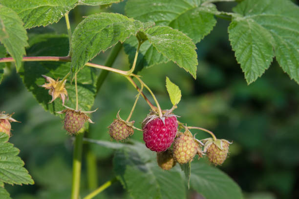 istock Ripe raspberry among the immature berries on branch close-up 1225515077