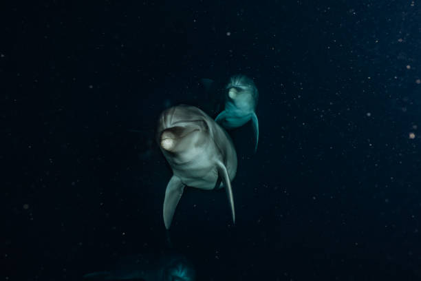 istock Dolphin swimming in the Red Sea 1225515759