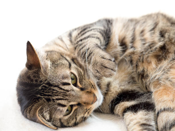 istock Domestic cat to relax 1225515821