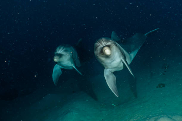 istock Dolphin swimming in the Red Sea 1225515822