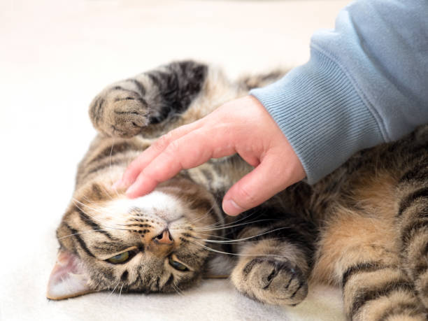 istock Domestic cat to relax 1225515851
