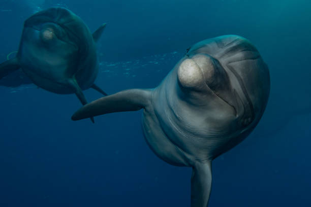 istock Dolphin swimming in the Red Sea 1225515865