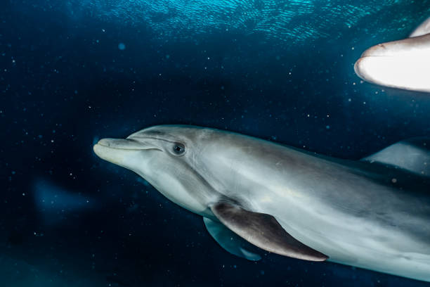 istock Dolphin swimming in the Red Sea 1225515877