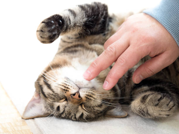 istock Domestic cat to relax 1225515885