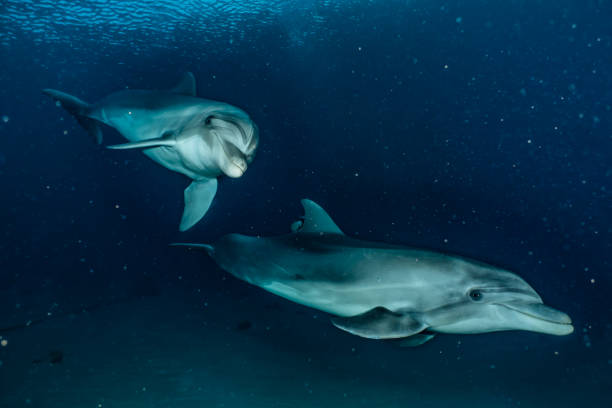 istock Dolphin swimming in the Red Sea 1225515933