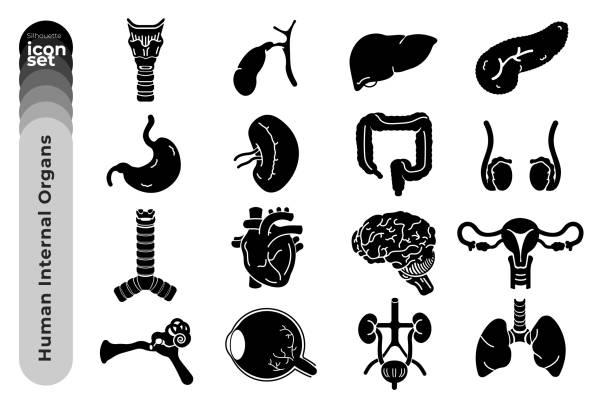 Human Internal Organs Silhouette Icon Set. Organs Illustration. Vector Stock Illustration. The silhouette version icon set of human internal organs such as Lungs, gallbladder, stomach, intestine, ear, and so on. male reproductive system cross section stock illustrations