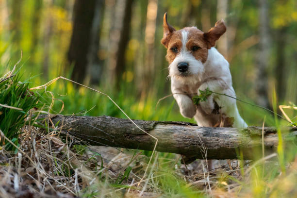 Dog jumping in wood Jack Russell Terrier. stock photo