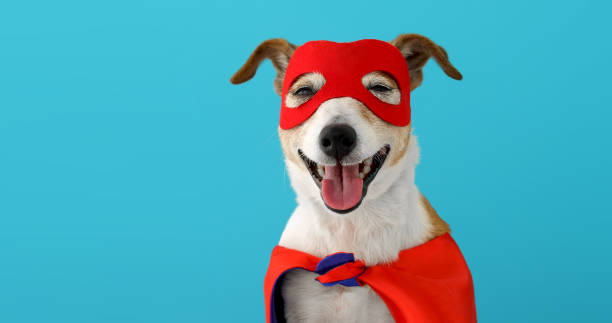 istock Dog super hero costume 1225516115