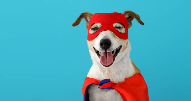 Dog super hero costume stock photo