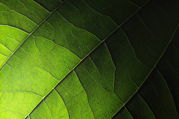 istock The leaves in the forest 1225517235