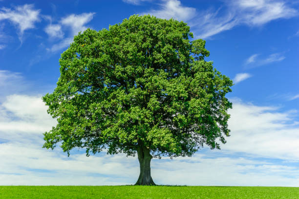 один большой ду�б на лугу - oak tree фотографии стоковые фото и изображения